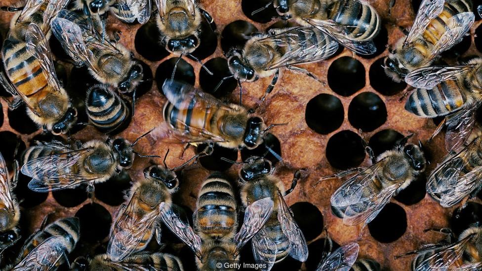 Arılar kovanda bilgi iletişimi için sallanarak dans ediyorlar (Credit: Getty Images)